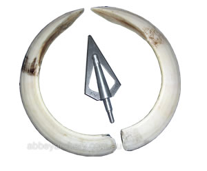 Bone Breaker Screw In 2 Blade Broadhead 125gr image